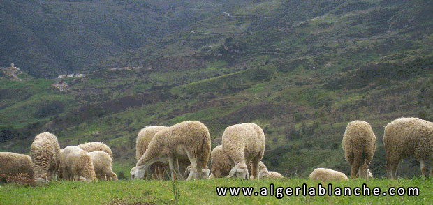 mouton_algerie.jpg