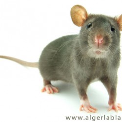 souris.jpg
