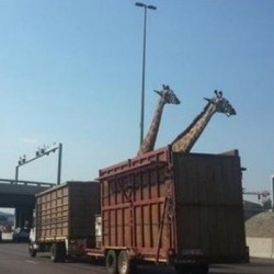 transport-girafe-afrique-du-sud.jpg, août 2014 transport-girafe-afrique-du-sud.jpg