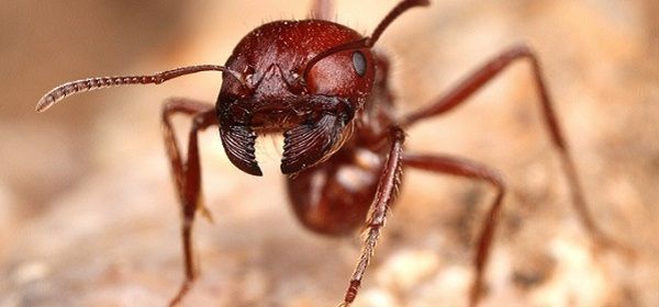 les-fourmis-rouges.jpg