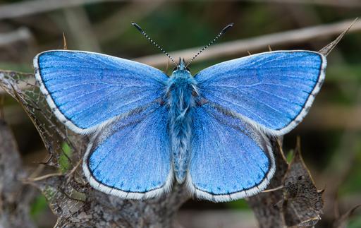 papillon-grand-bleu.jpg