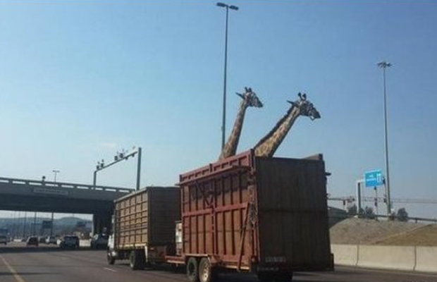 transport-girafe-afrique-du-sud.jpg