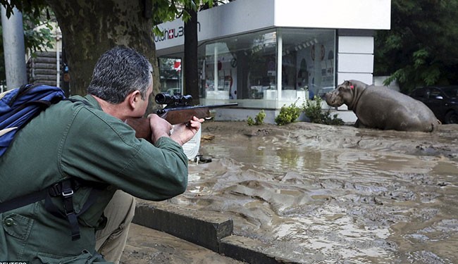 Watch;Lions and other animals escape from Tbilisi zoo after flood, 9 Killed