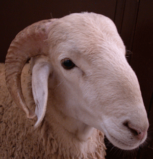 Mouton d'Aid El-Adha