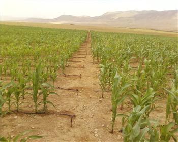 Terres agricoles d’Algériens