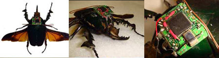 scarabée téléguidé